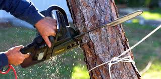 Best Hazardous Tree Removal  in Mora, MN