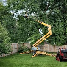 Best Tree Cabling and Bracing  in Mora, MN