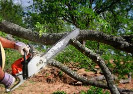 Best Arborist Consultation Services  in Mora, MN