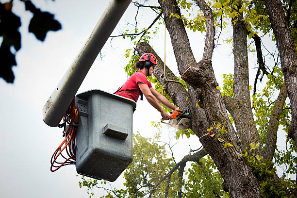 Best Stump Grinding and Removal  in Mora, MN