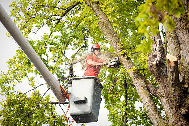 Best Palm Tree Trimming  in Mora, MN