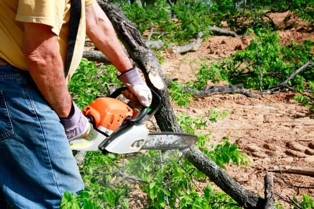 How Our Tree Care Process Works  in  Mora, MN